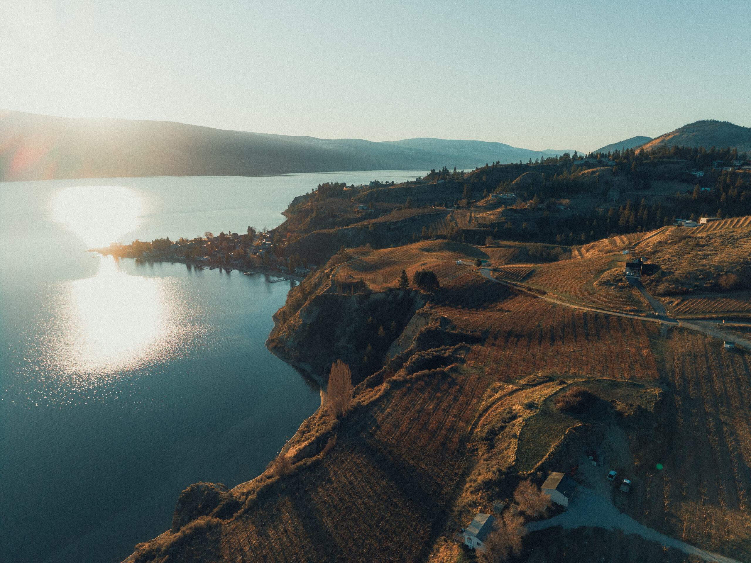 Vows & Vines Vineyard