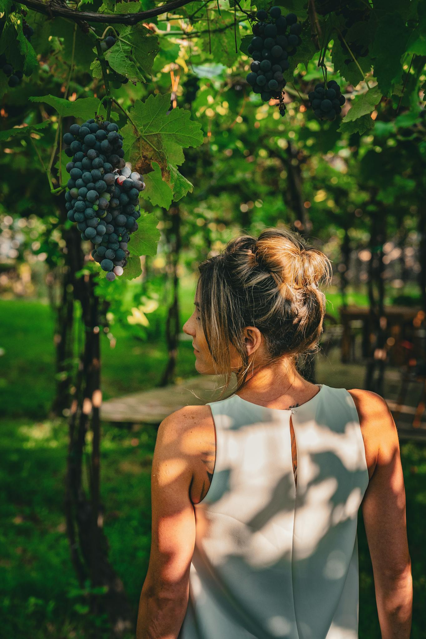 A woman stands under grapevines in a summer vineyard in Albania, basking in sunlight.