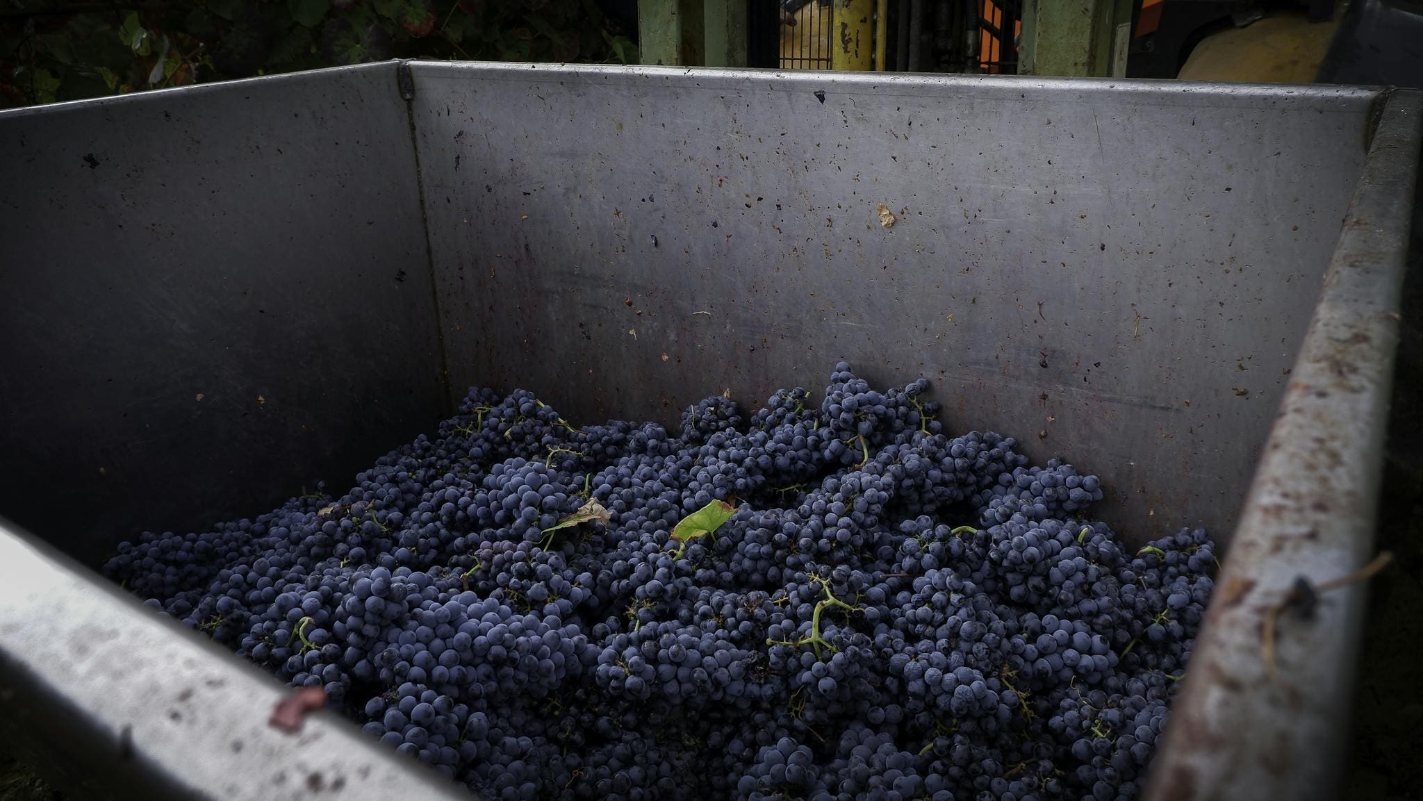 Bin filled with freshly harvested grapes, showcasing Portugal's traditional winemaking process.